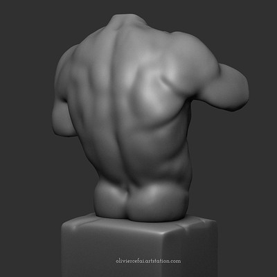Male back anatomy study