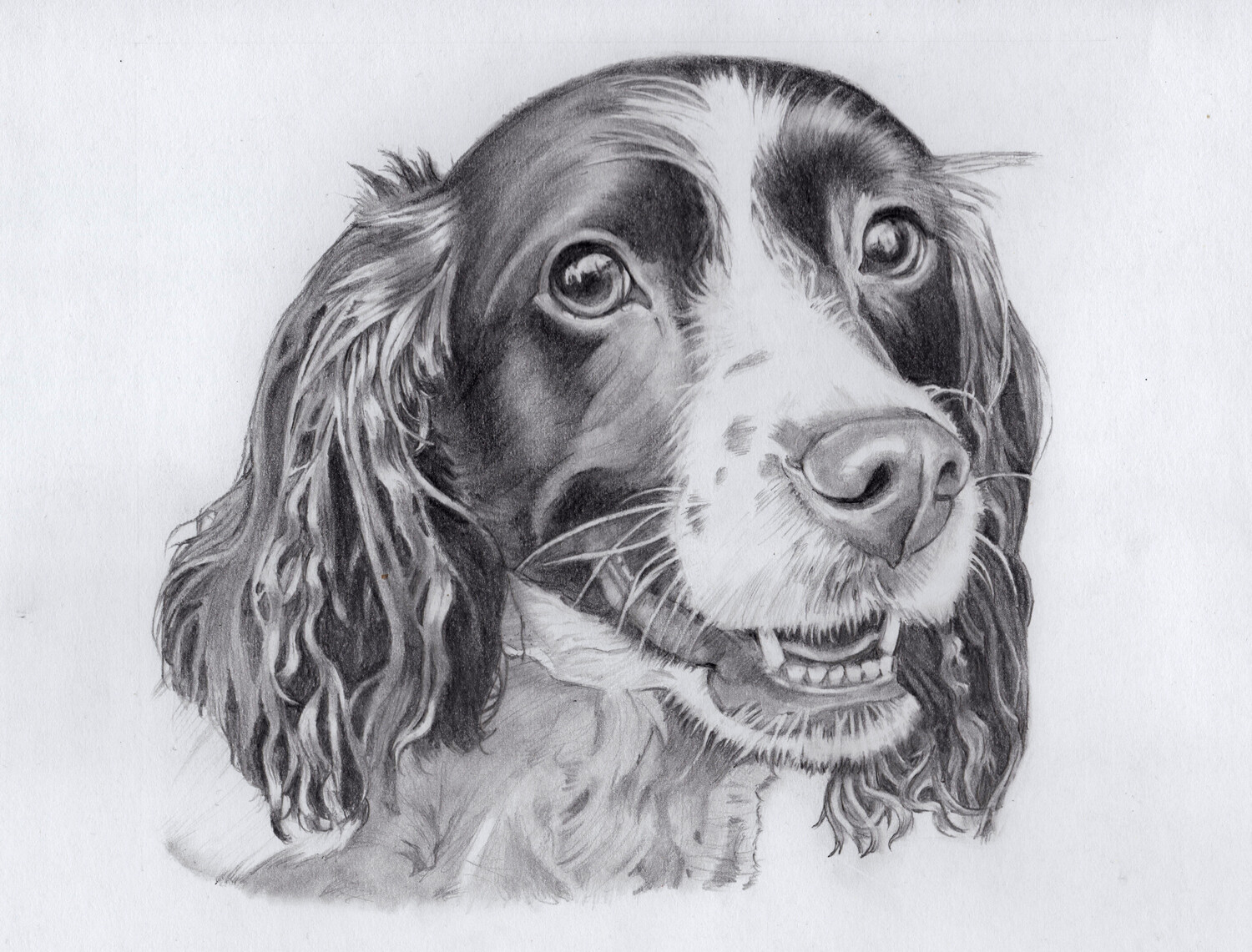Artstation Dog Pencil Portrait Commission Jenny Turner