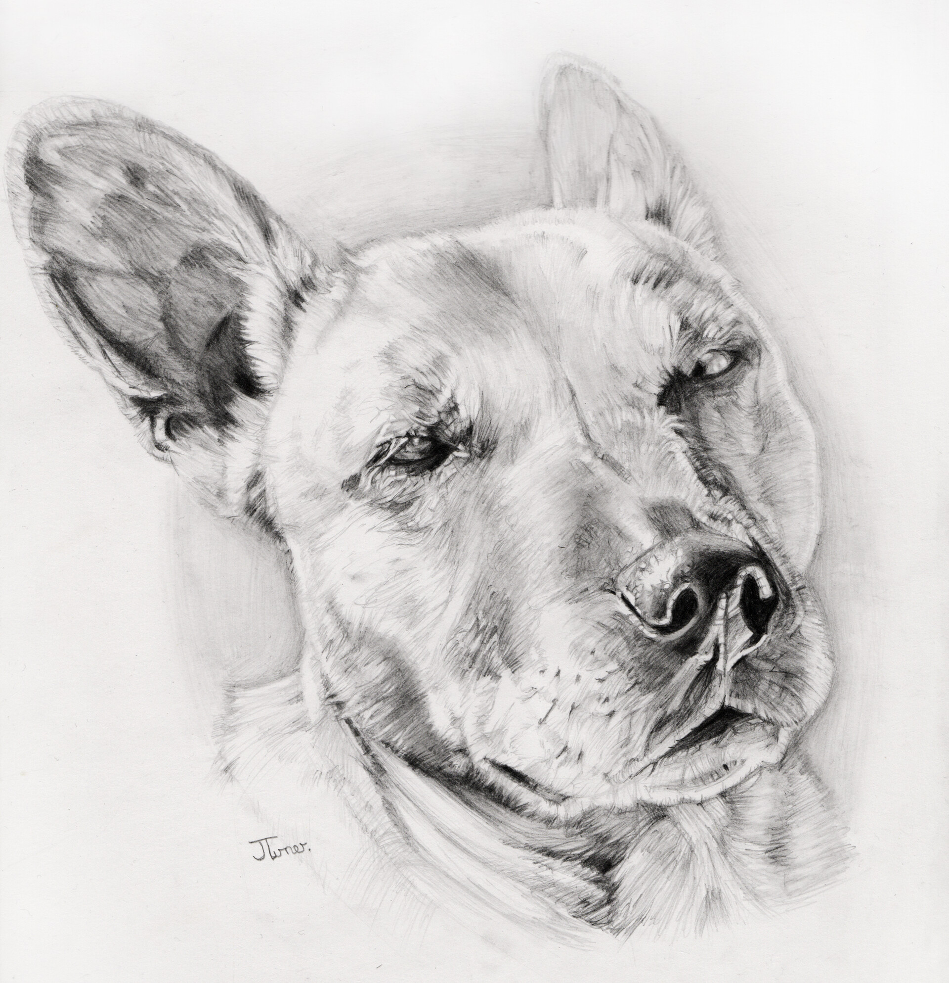 Artstation Dog Pencil Portrait Commission Jenny Turner