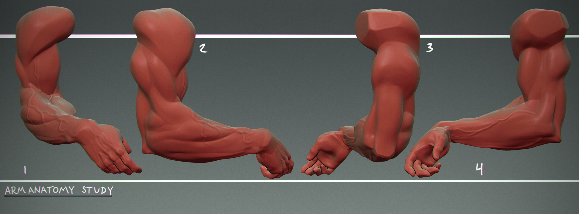 Artstation Arm Anatomy Practice
