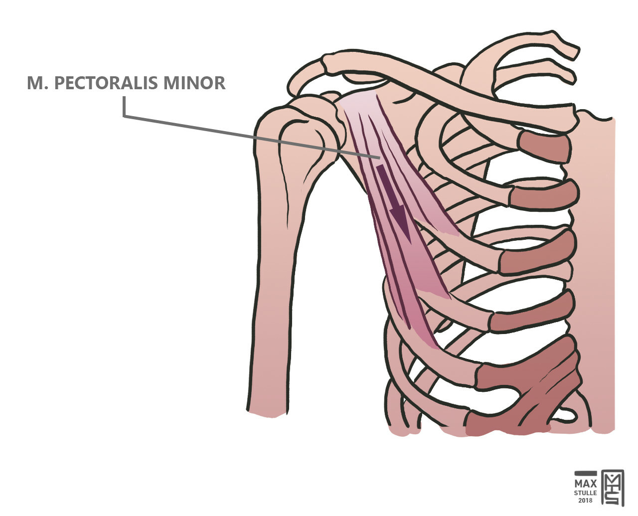 Max Stulle - Anatomy Illustrations