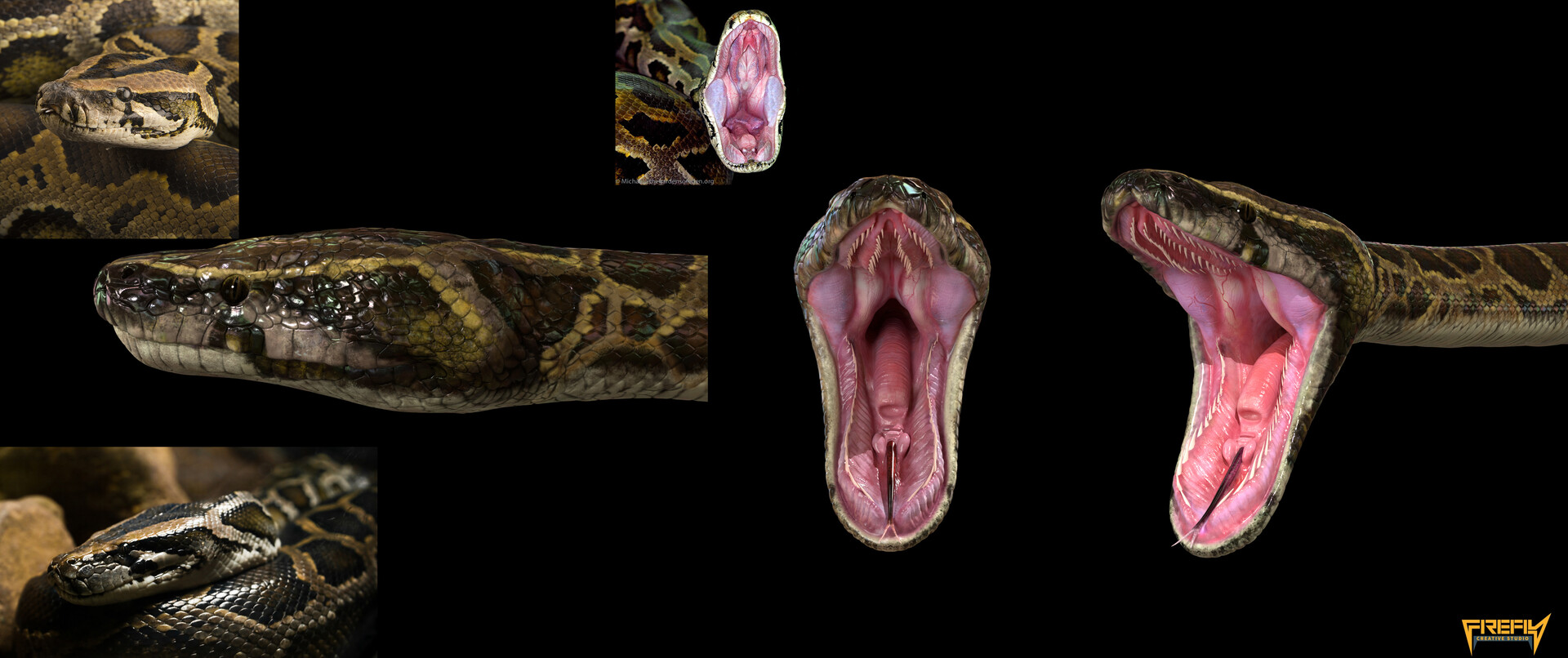 Burmese Python Teeth