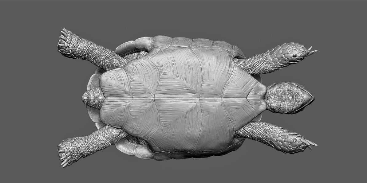 ArtStation - The Real Ninja Turtle, Err Tortoise.