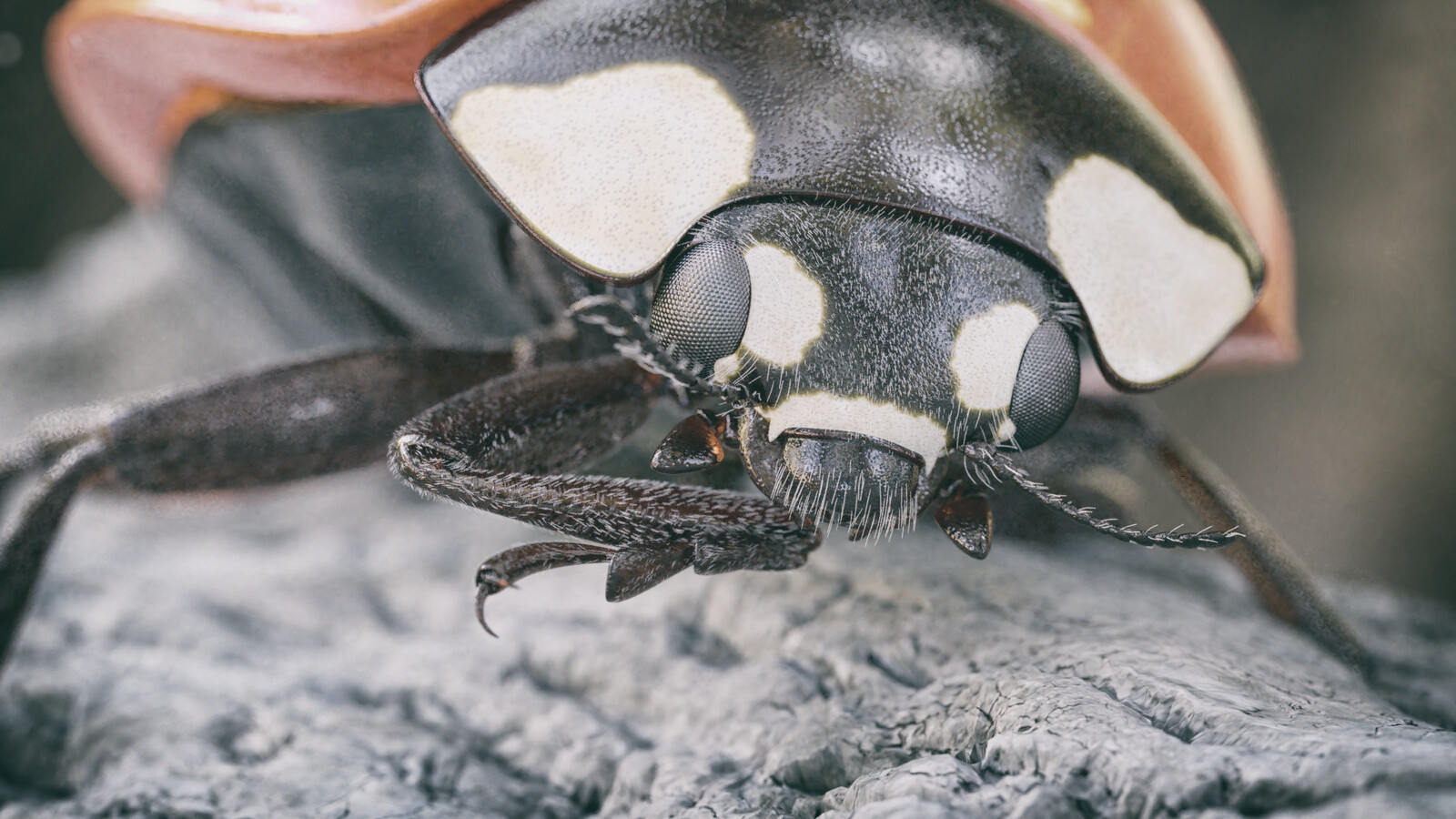 Ladybug Macro-Render