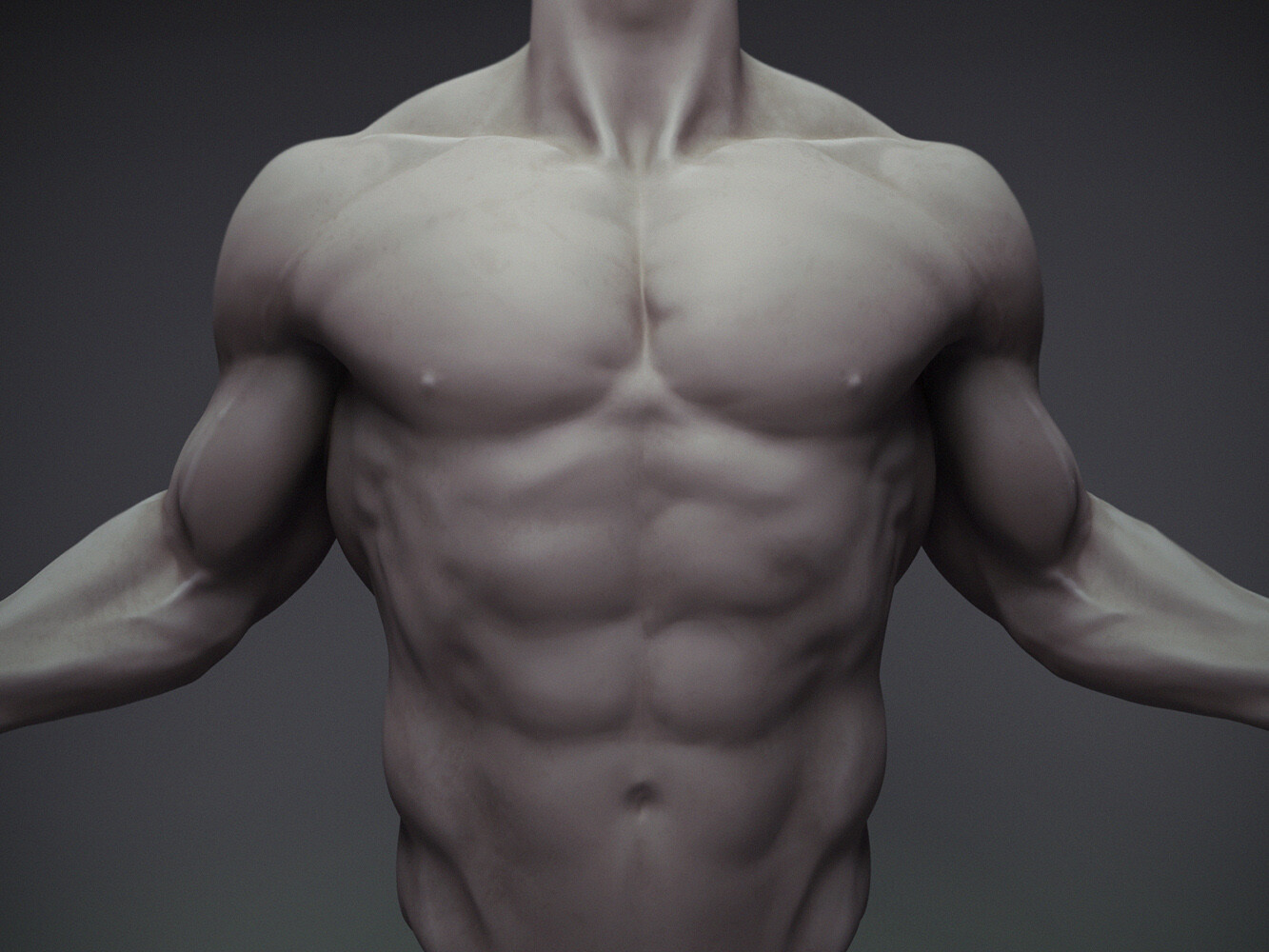 Artstation Torso Anatomy Study