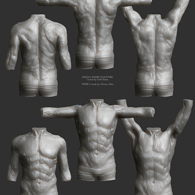 Anatomy Study - Muscles motion (male torso)