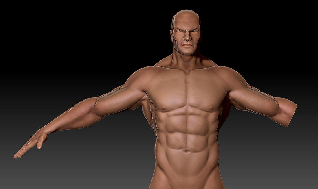 Anatomy- Torso (front) and head base