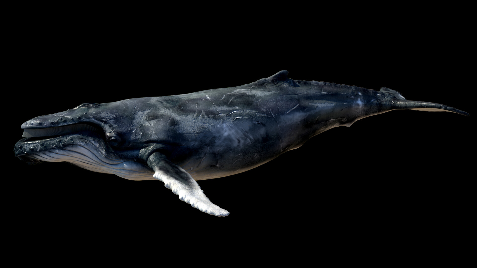 Artstation Humpback Whale Essebay Abdigali