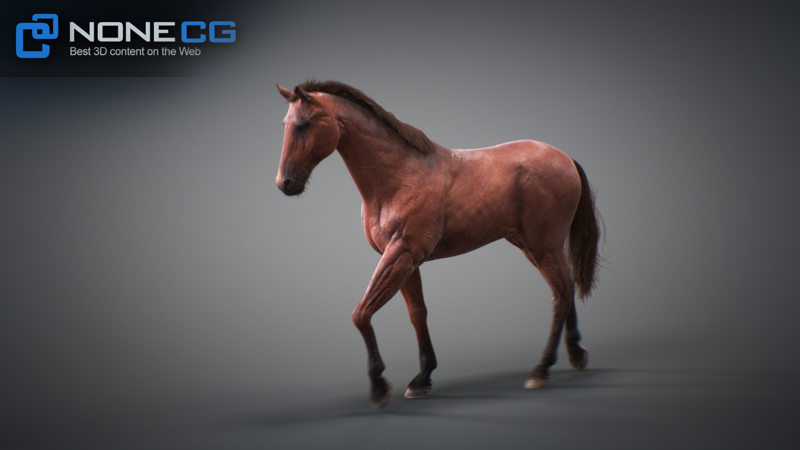 3D Horse Animated by NoneCG
