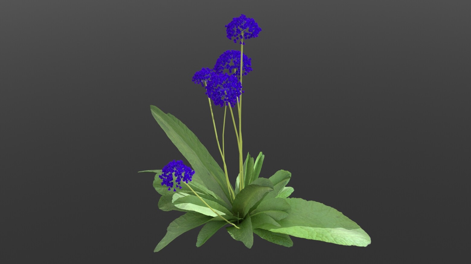 Old work - flowers on modeled statice plant
