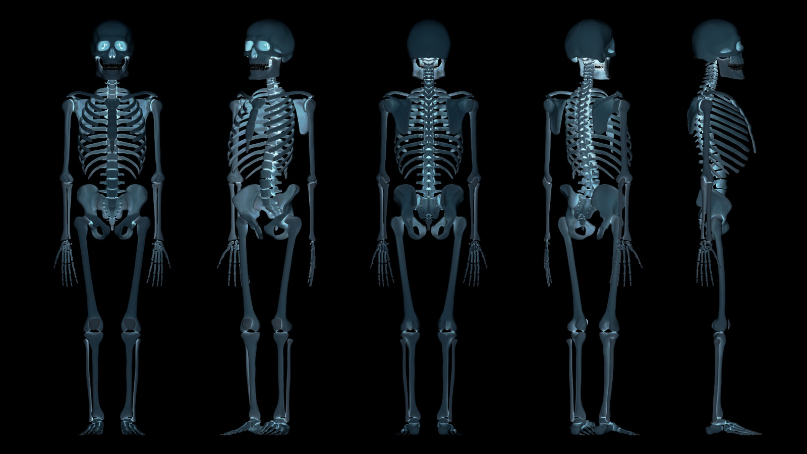 Скелет организации. Скелет. Скелет человека. Рентген скелета человека. Рентген костей скелета.