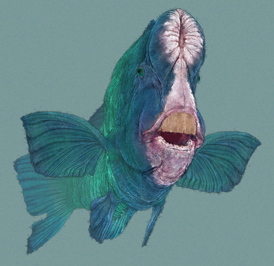 [Mois 04] Mission Piccard Eric-keller-parrotfish-02