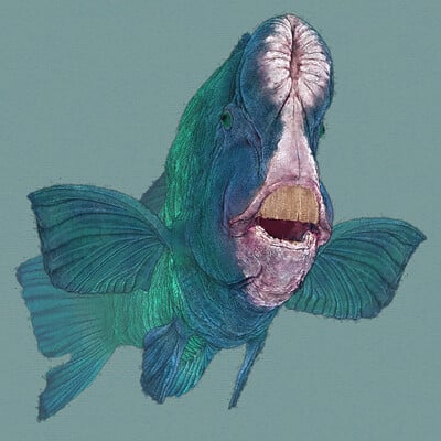 Eric keller parrotfish 02