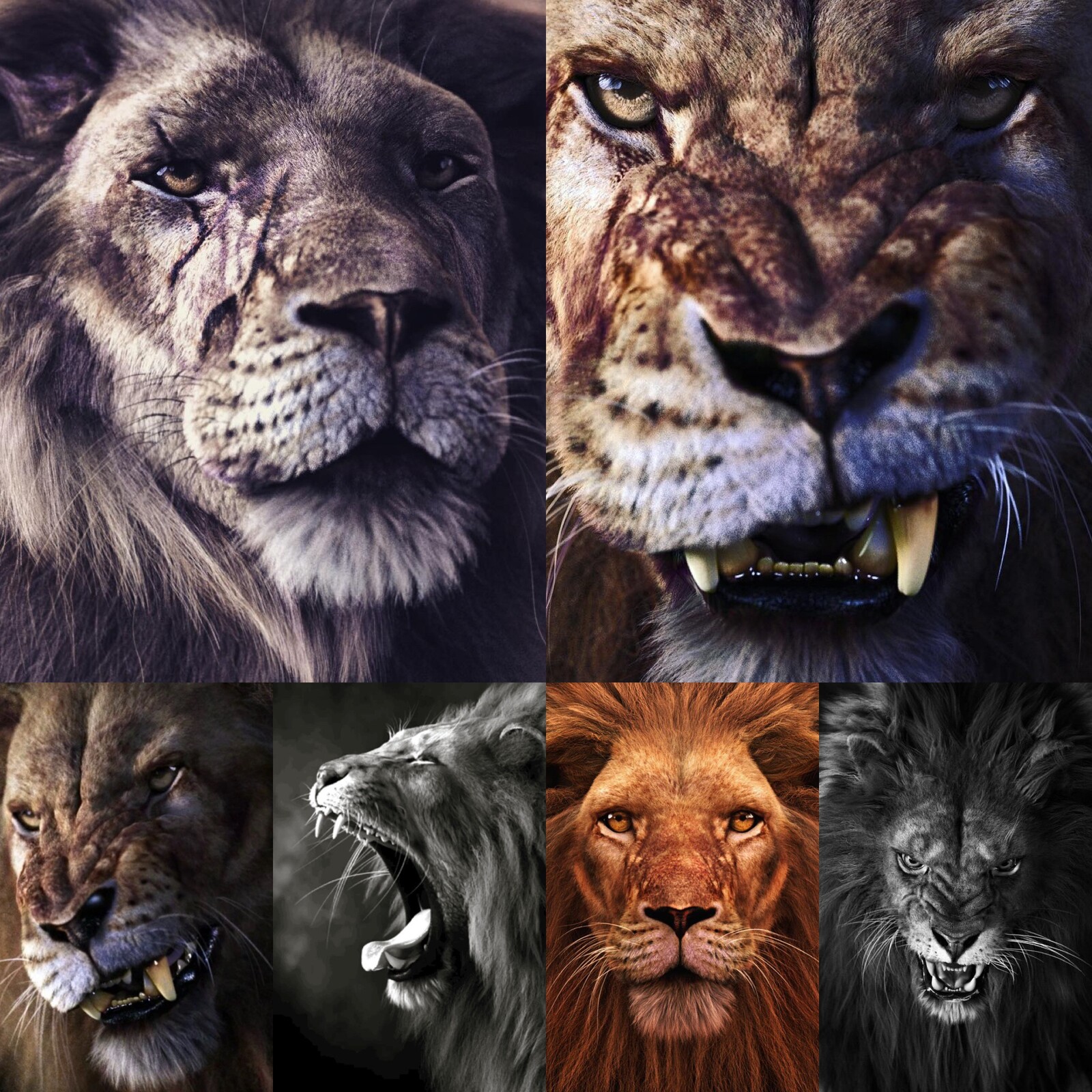 Lions collage