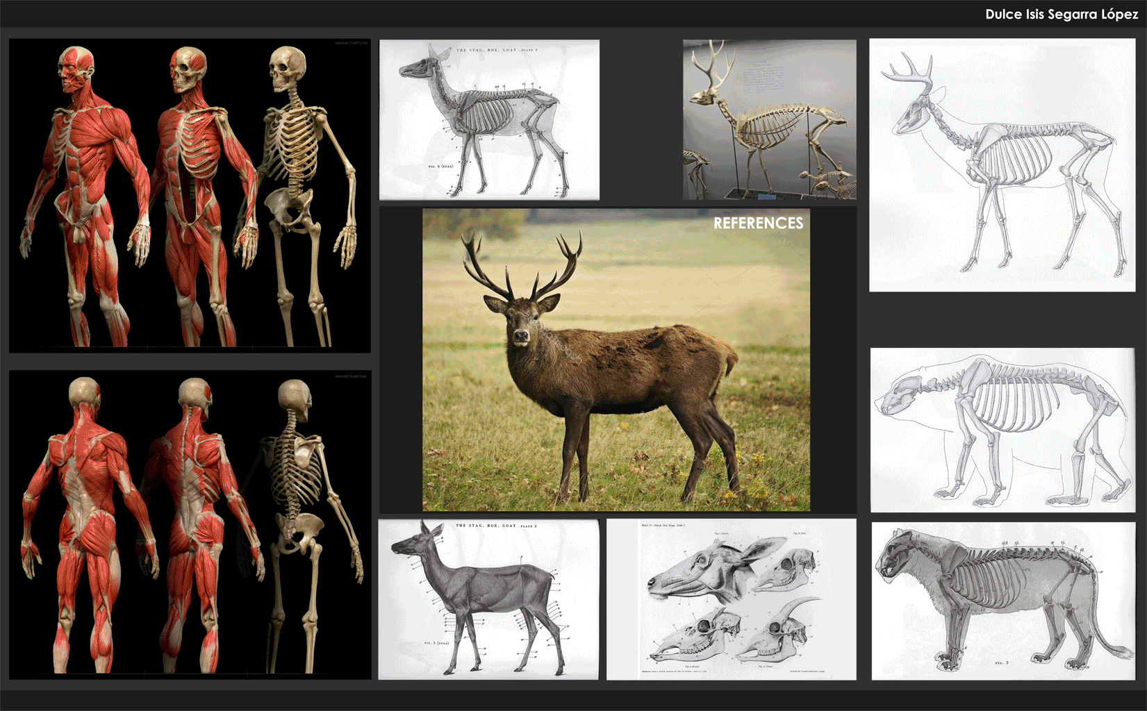 deer anatomy