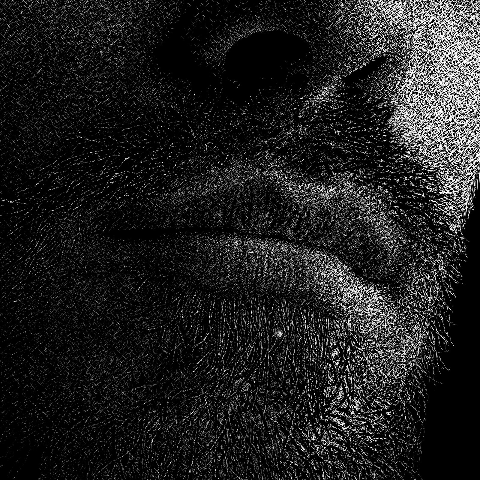 qi, close-up
Digital scratchboard, march 2019