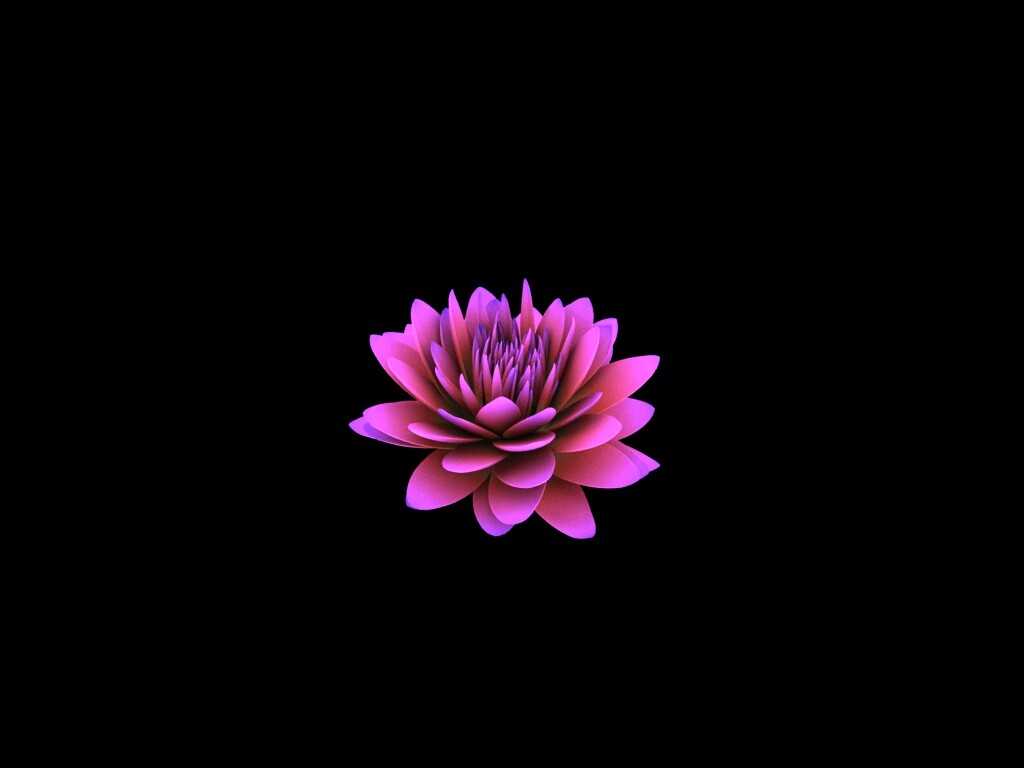 Sariya Babanova Lotus