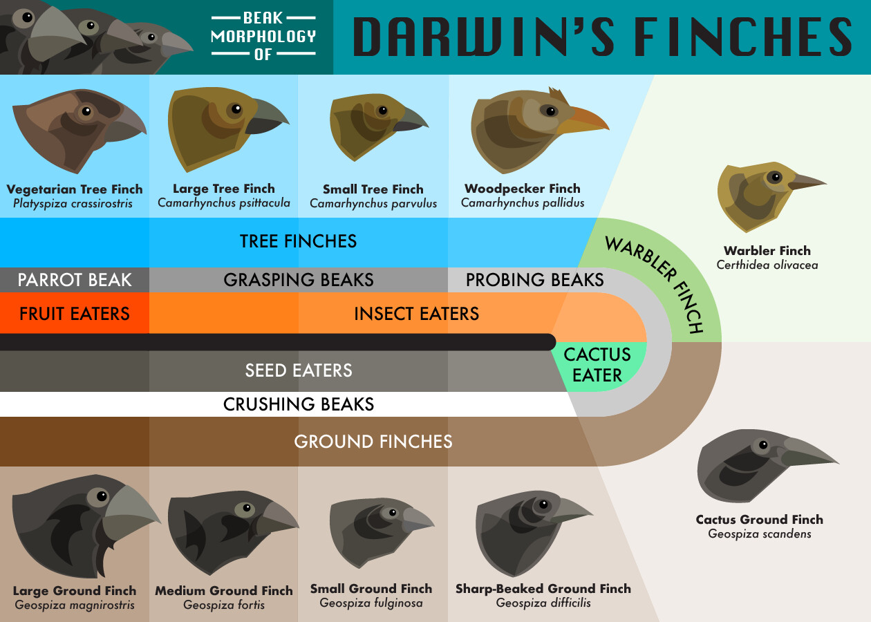 Daniel bernal beak morphology of darwin s finches