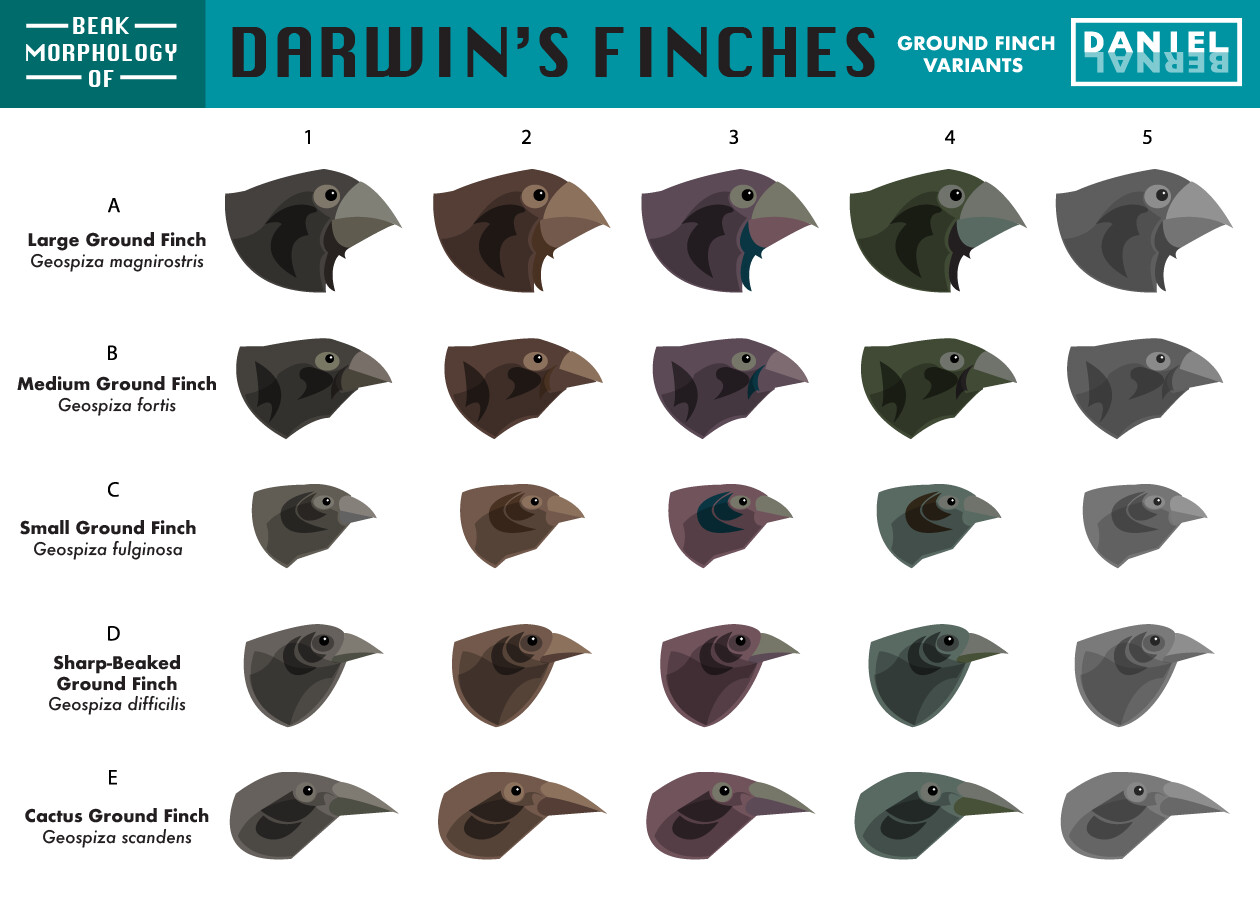 Daniel bernal beak morphology of darwin s finches