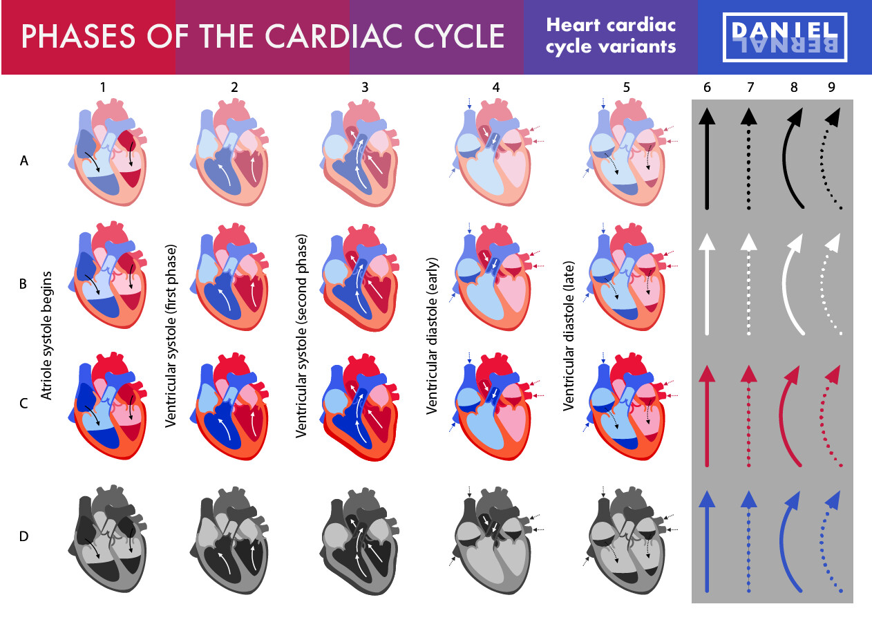 What Are The 4 Phases Of Cardiac Cycle - vrogue.co