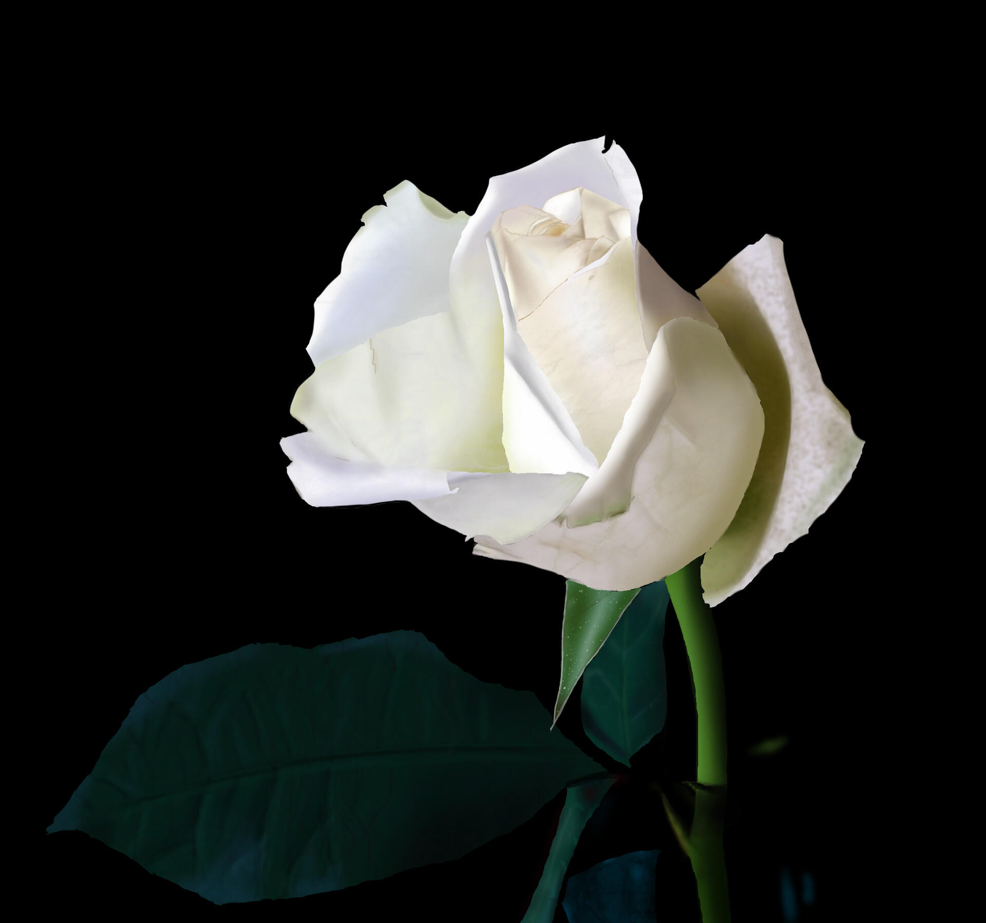 ArtStation - White Rose