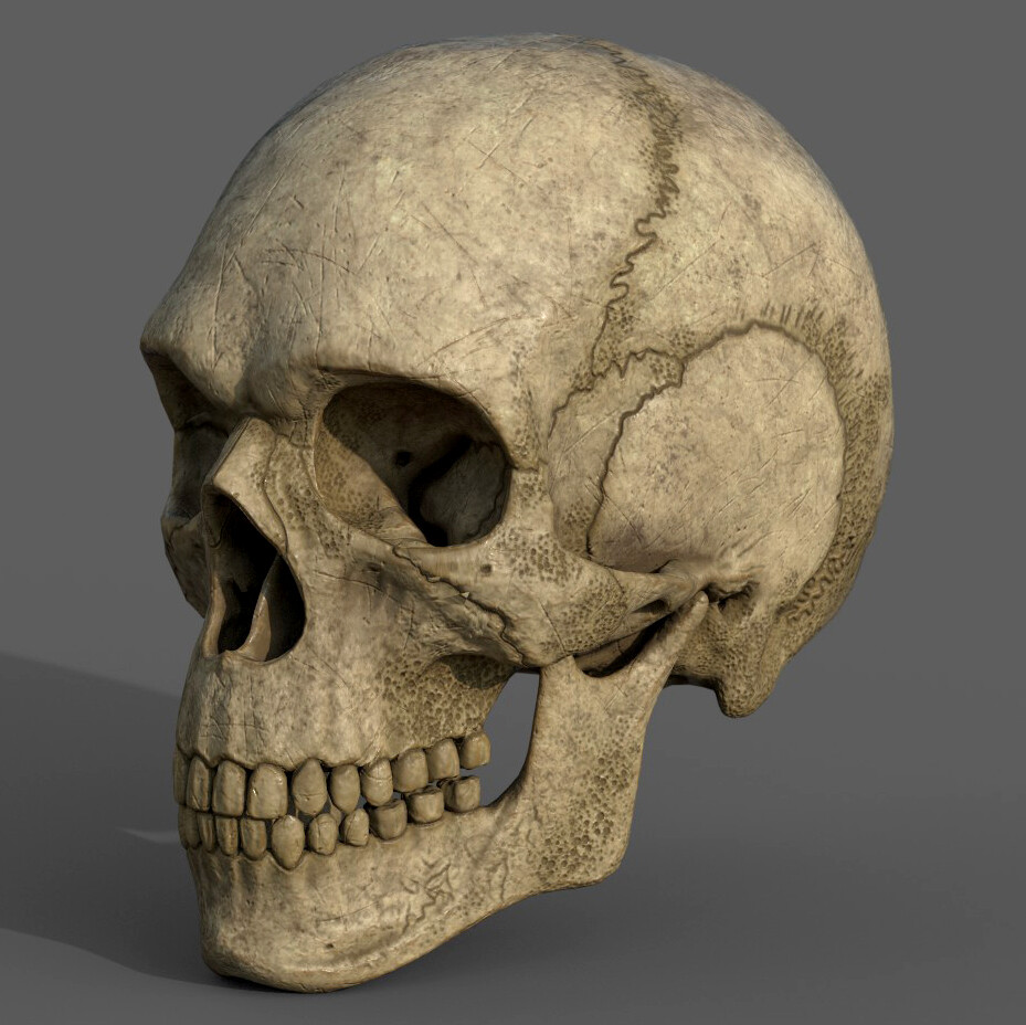 Eric Hamrin 3d Modeling Ancient Skull Anatomy Study