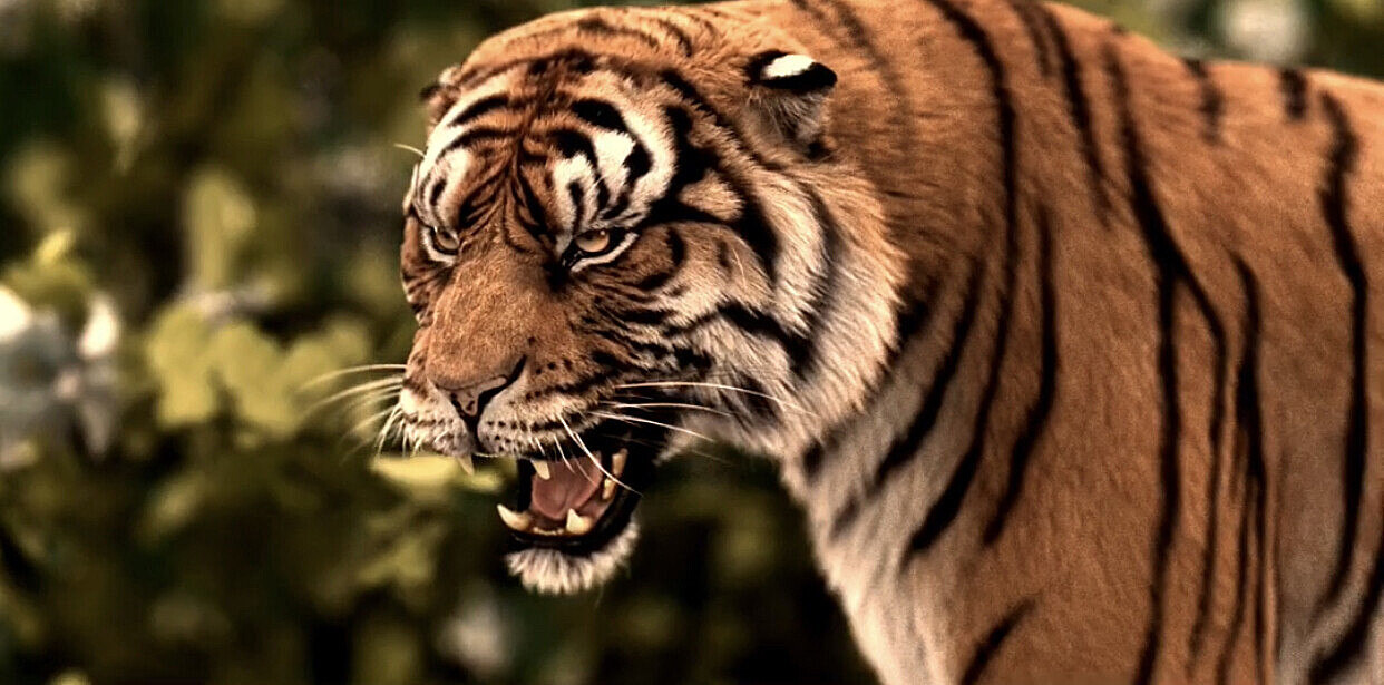 Tiger roaring short clip