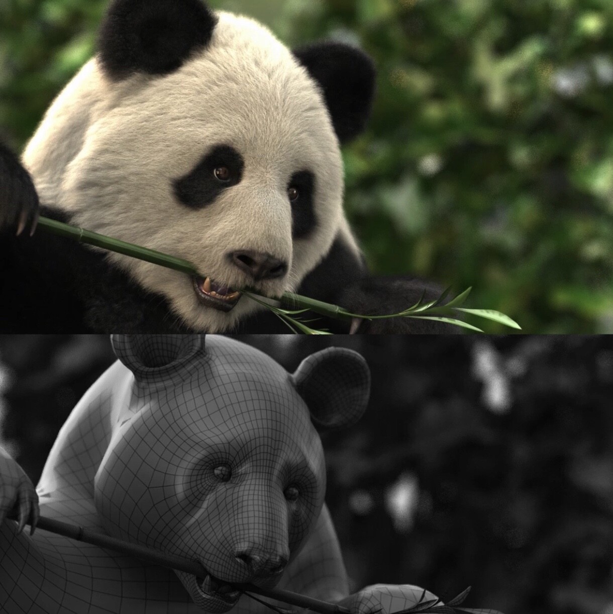 Panda zoom-in