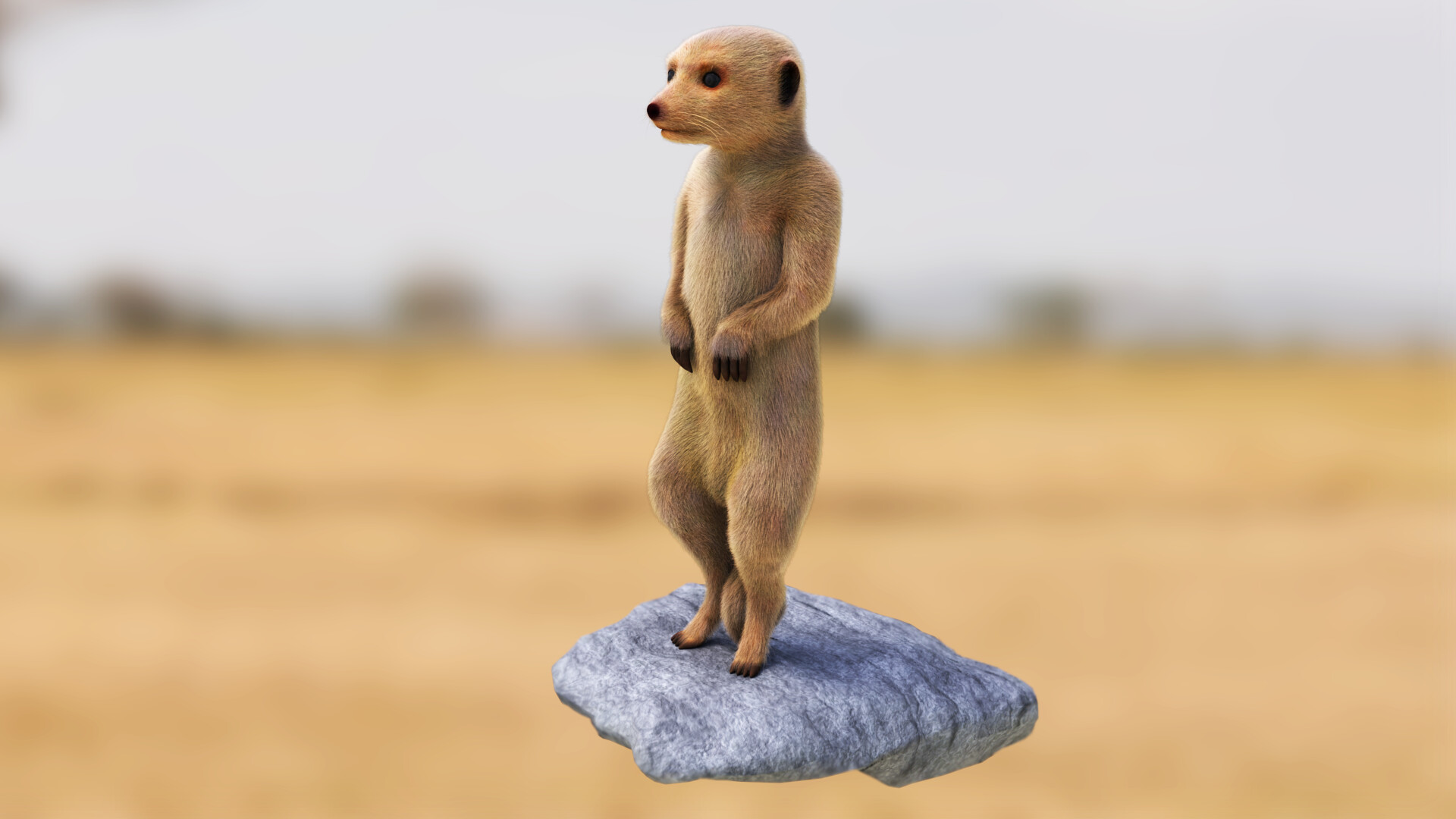 Mathieu Raffaillac Suricate