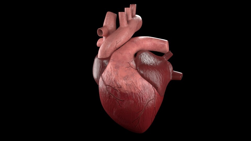 ArtStation - Human Heart Animation