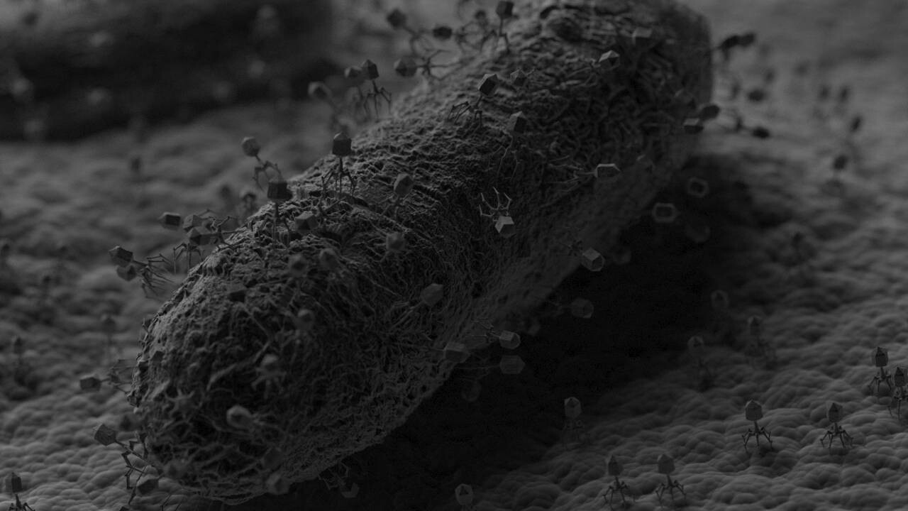 Аn attempt to imagine what bacteria and bacteriophages look like under a microscope.