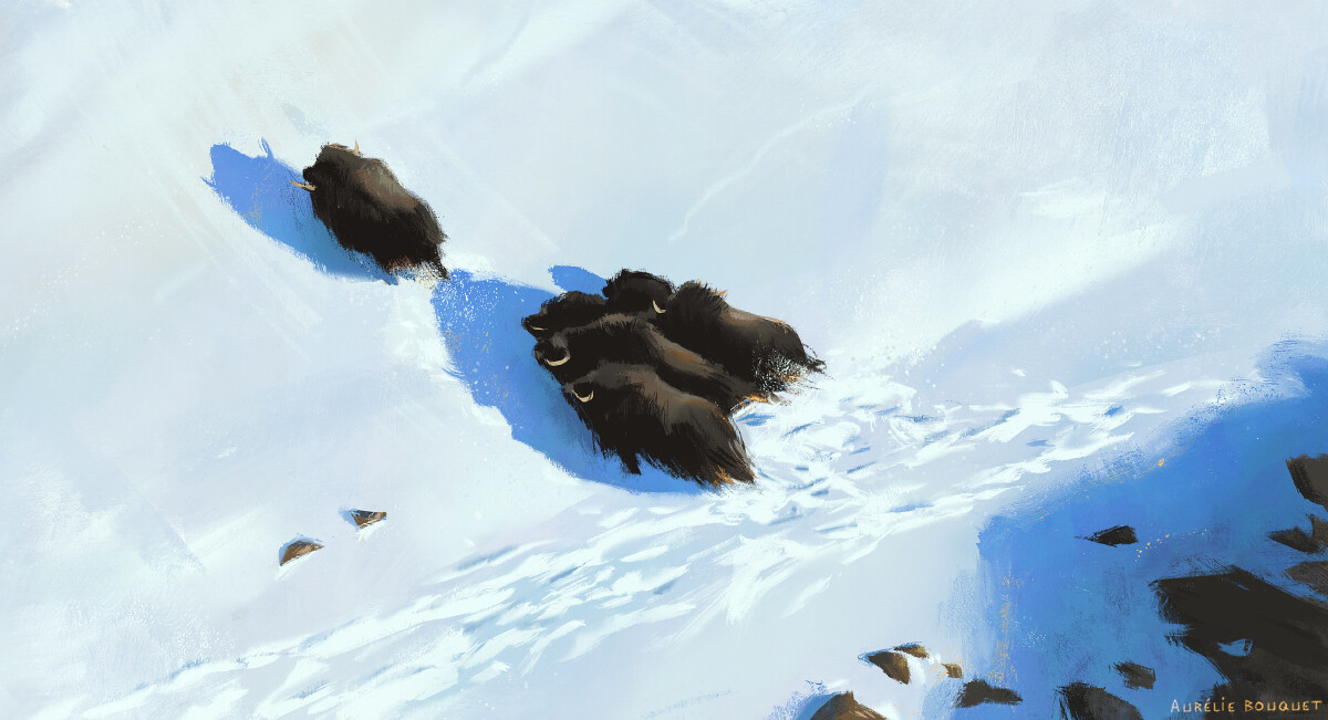 Muskoxen