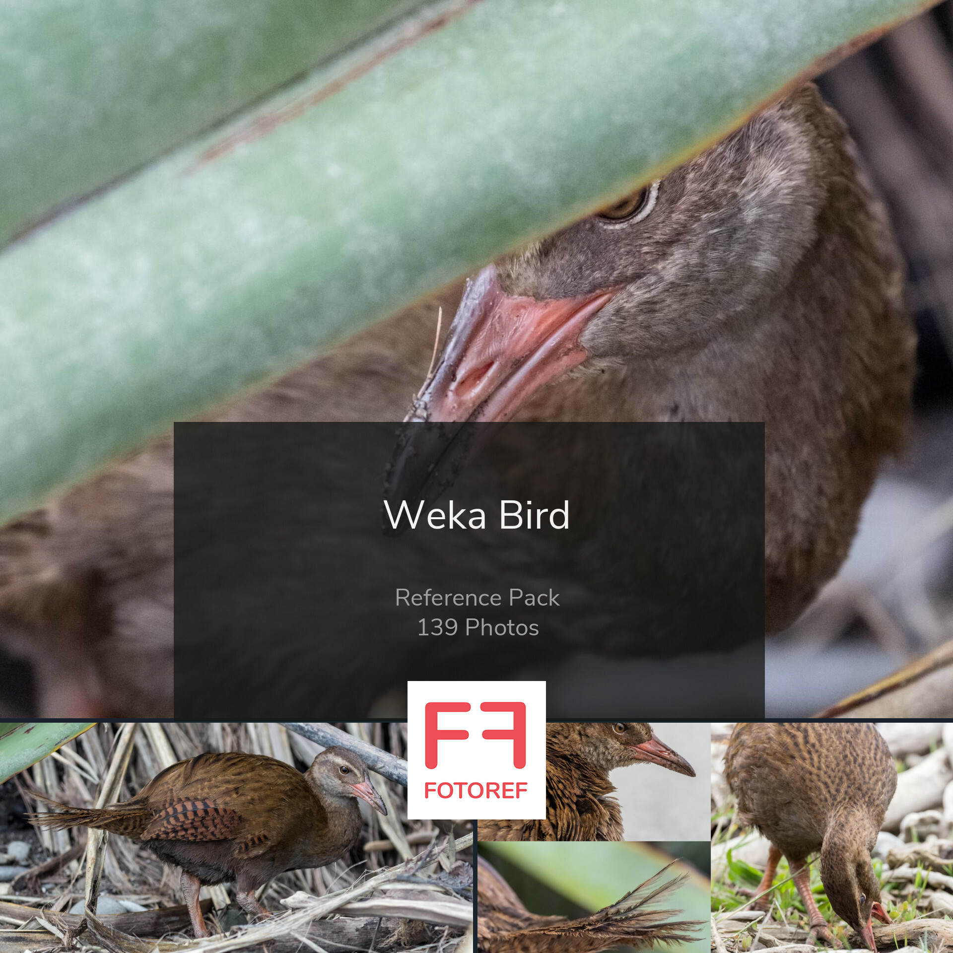 FOTOREF.COM Photo Packs - 139 photos of Weka Bird