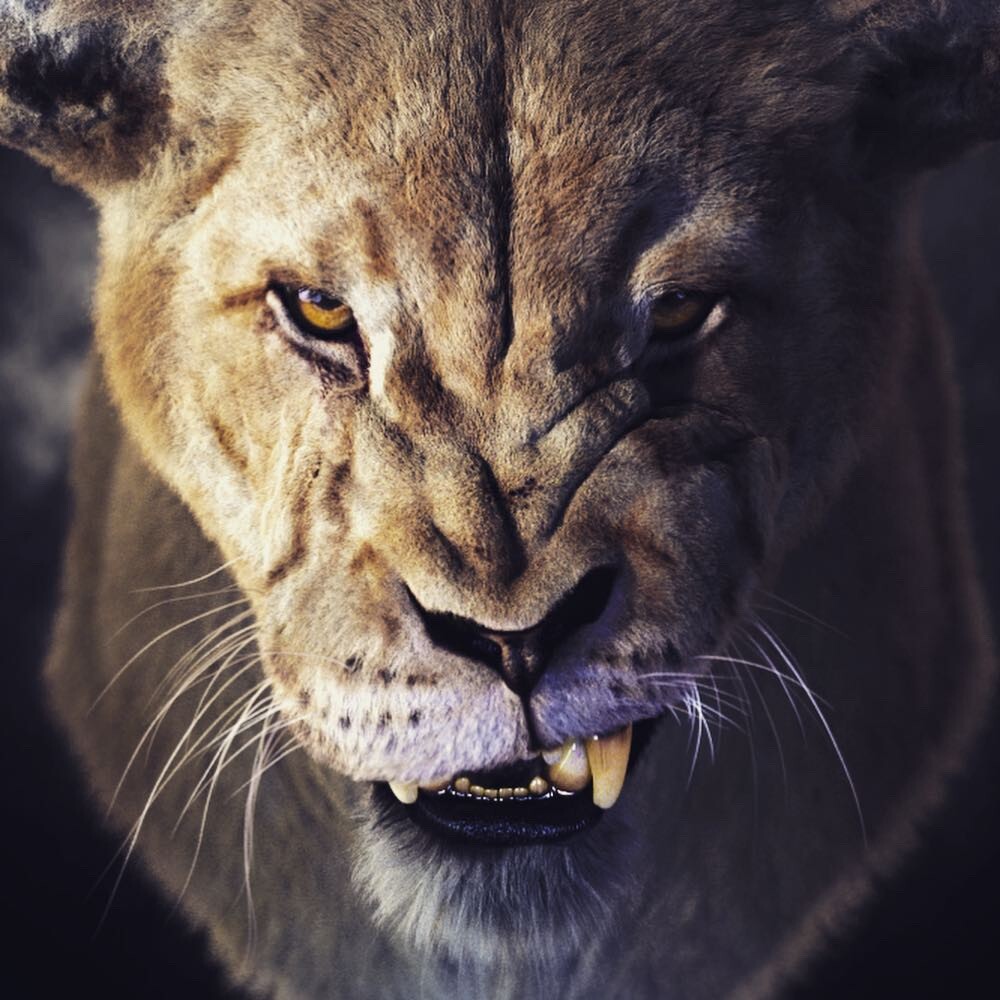 Lioness head (snarl)