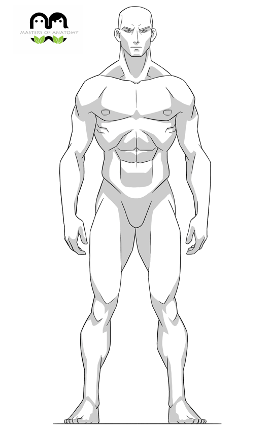 Basic Anatomy  Draw Anime  Joshua Nava Arts