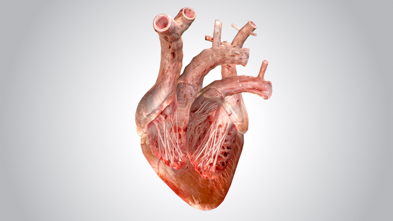 ArtStation - Heart No Blood Rigged Animated PBR