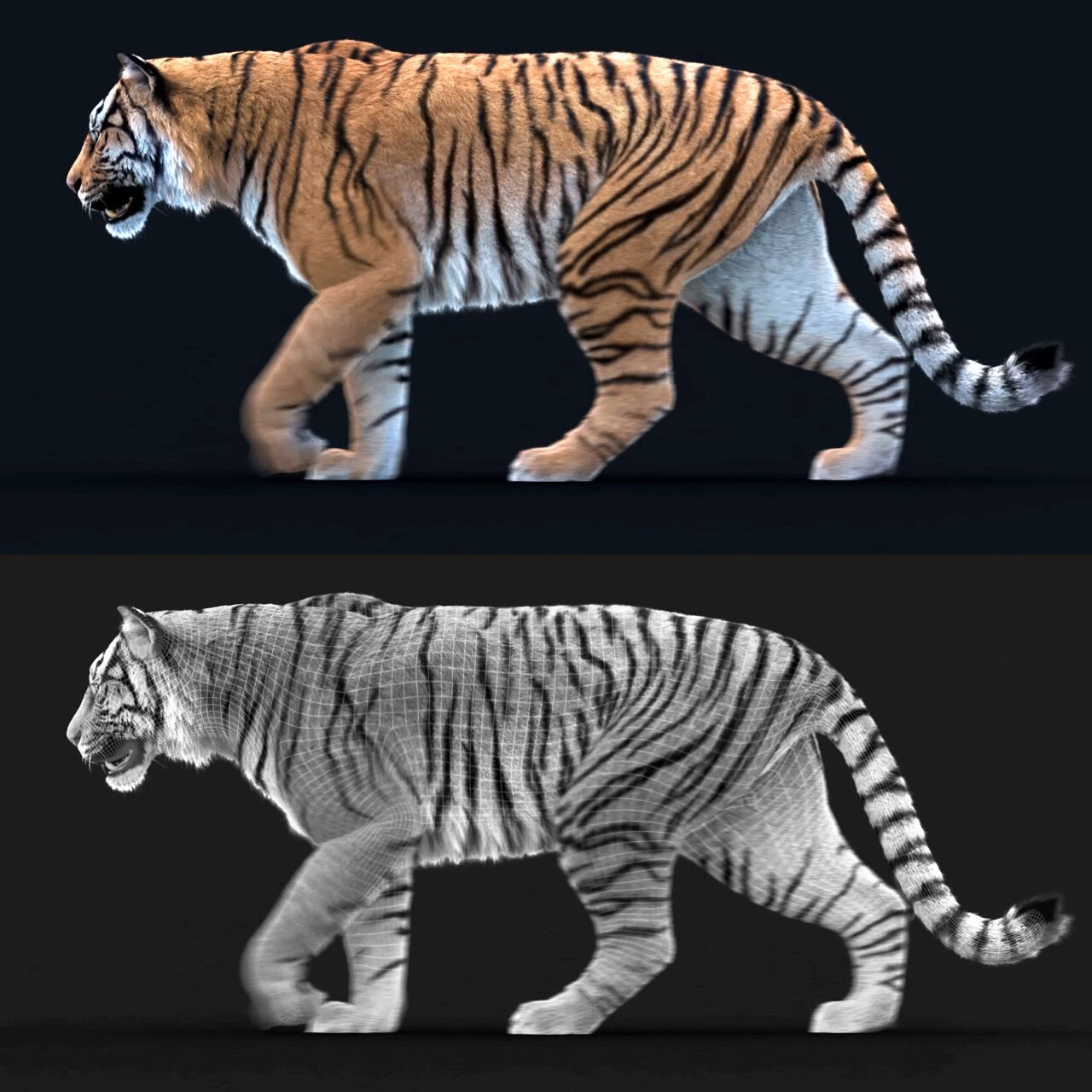 Tiger walk loop test