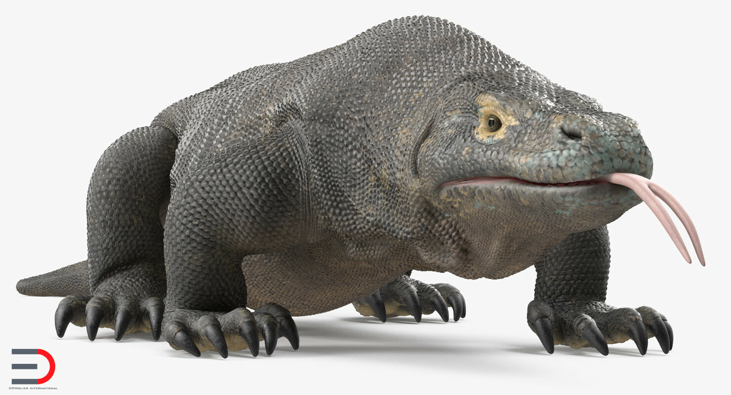 ArtStation - Komodo Dragon Rigged 3D model
