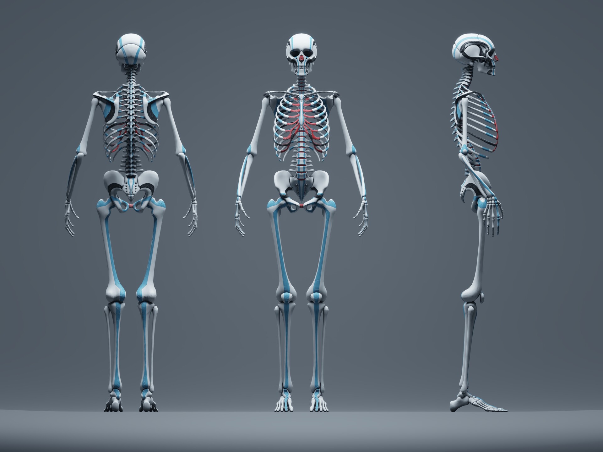 Люди скелеты живые. Скелет человека. Снимок скелета. Скелет в полный рост. Скелет человека в полный рост.
