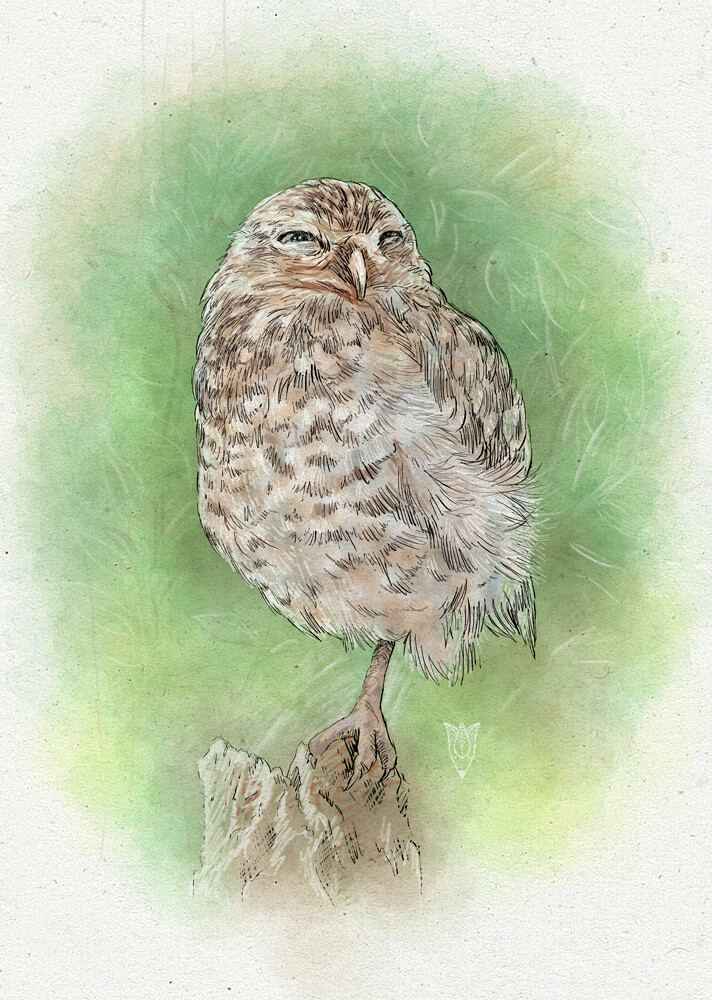 Birds