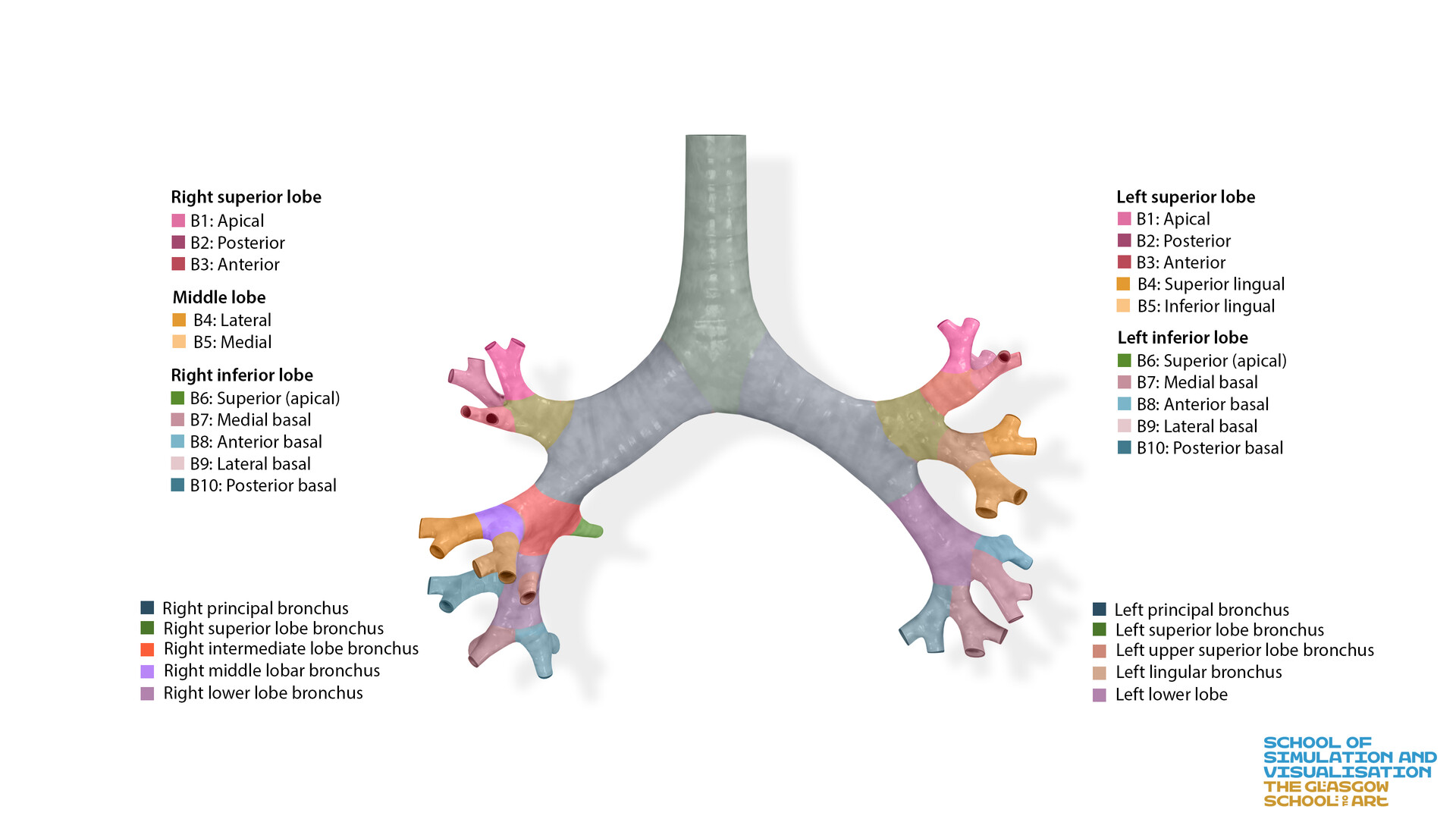Artstation Lungs And Bronchial Tree Definitive Human Project
