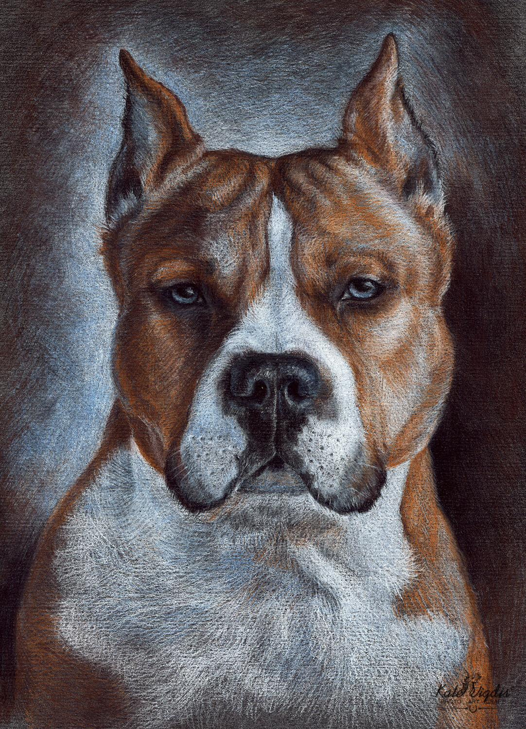 Amstaff Pet portrait