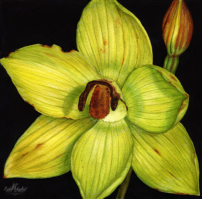 Thelymitra Psammophila
