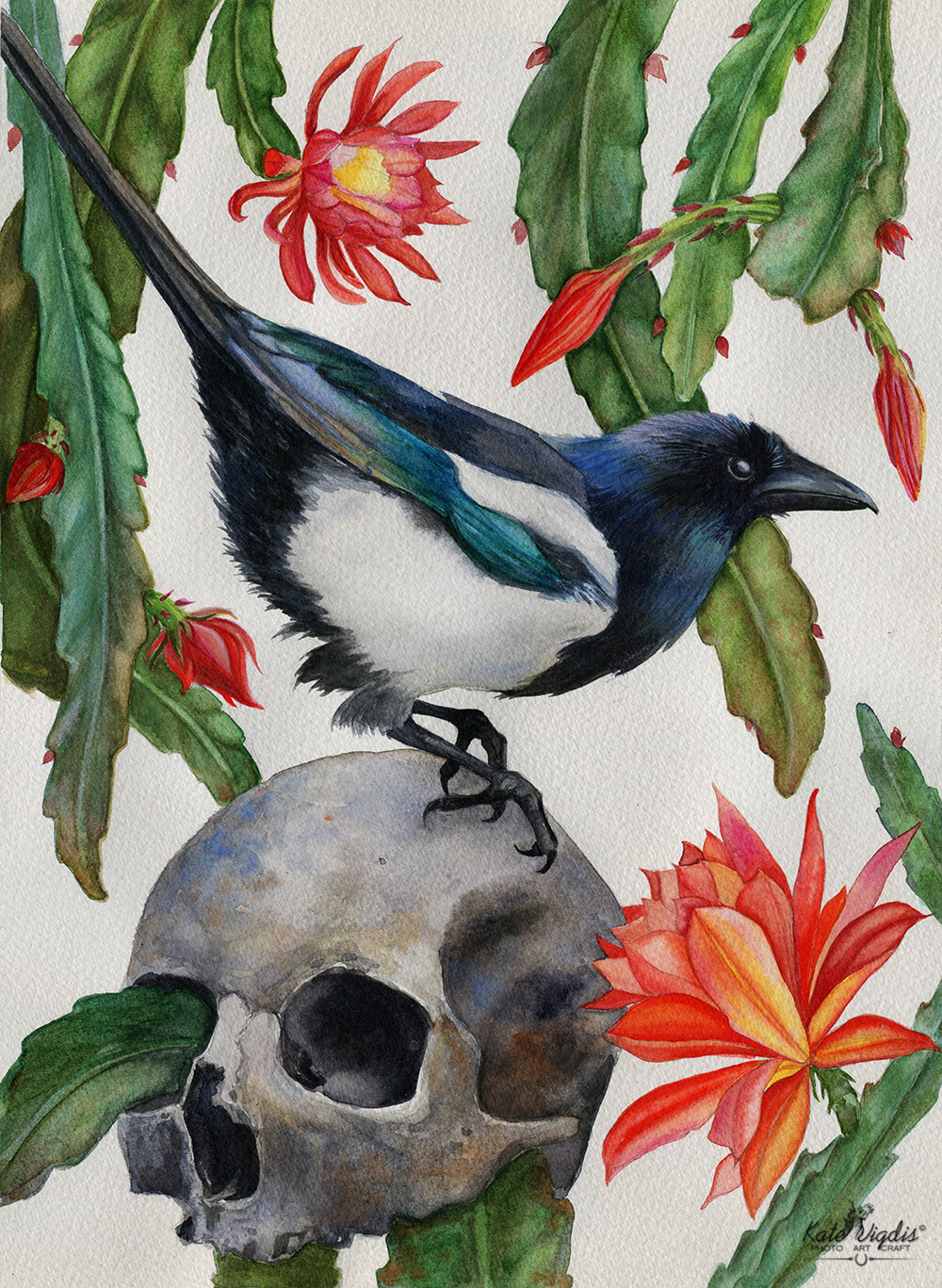 Magpie and Epiphyllum watercolor painting.
