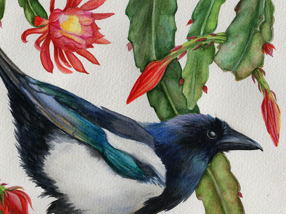 Magpie and Epiphyllum. Details.