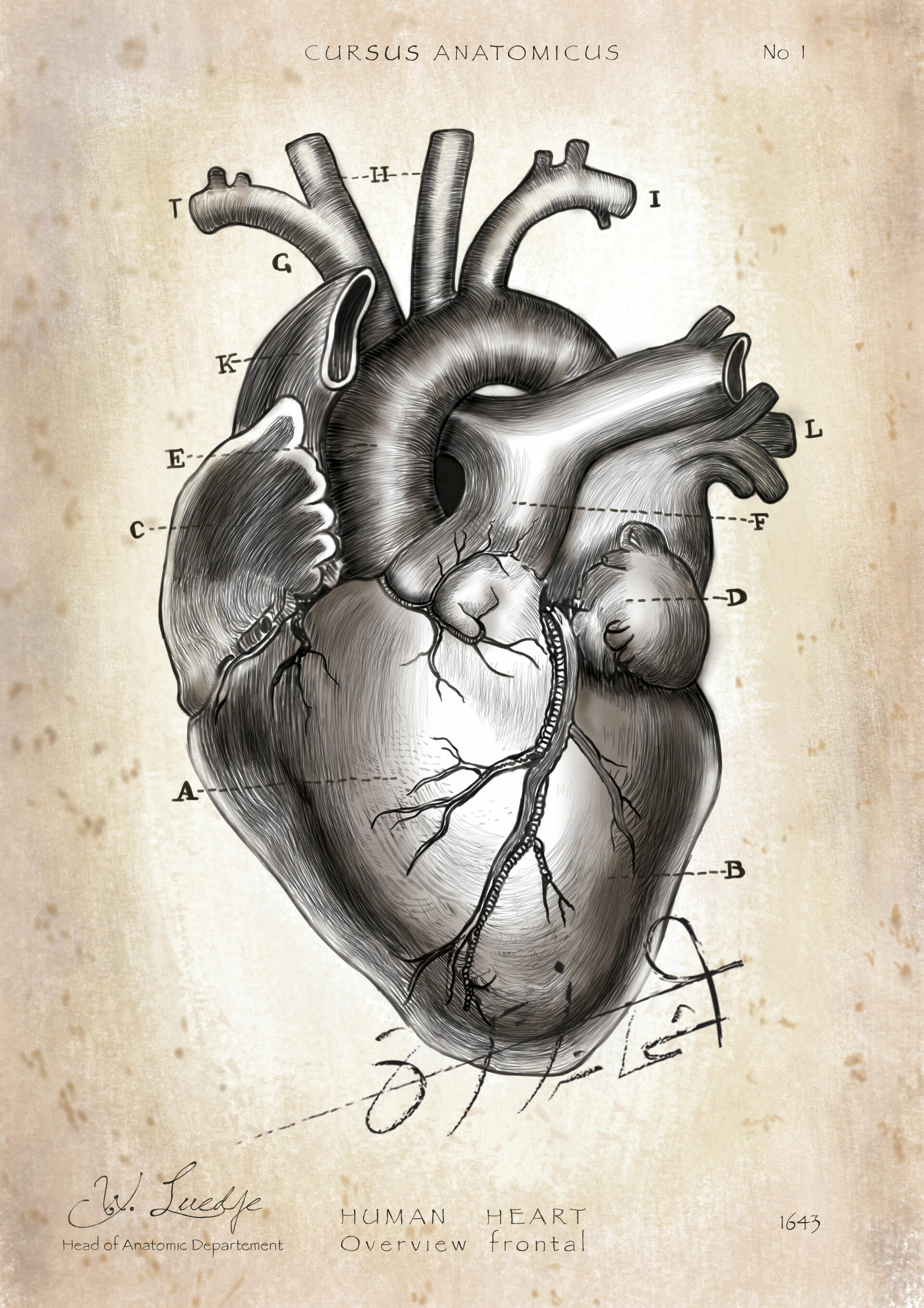 ArtStation - Anatomical Drawings Art