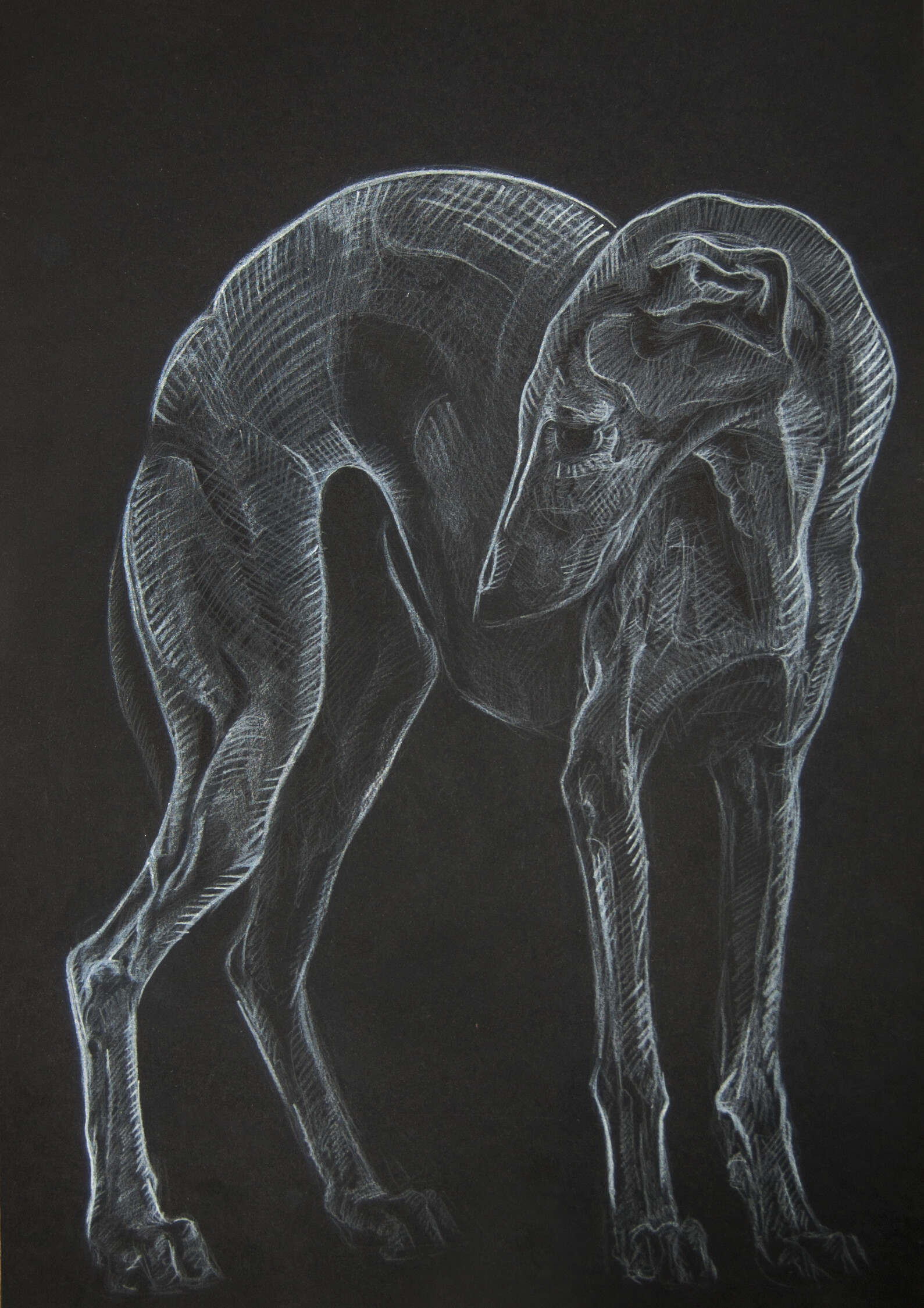 Sighthound art sales