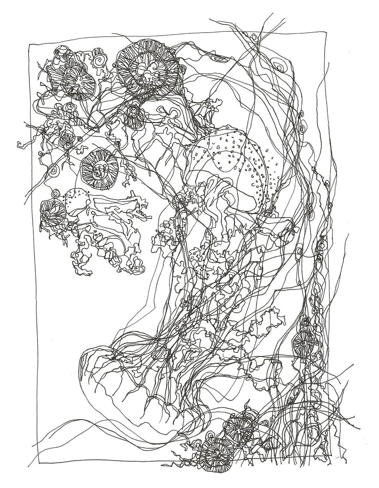 Jellyfish