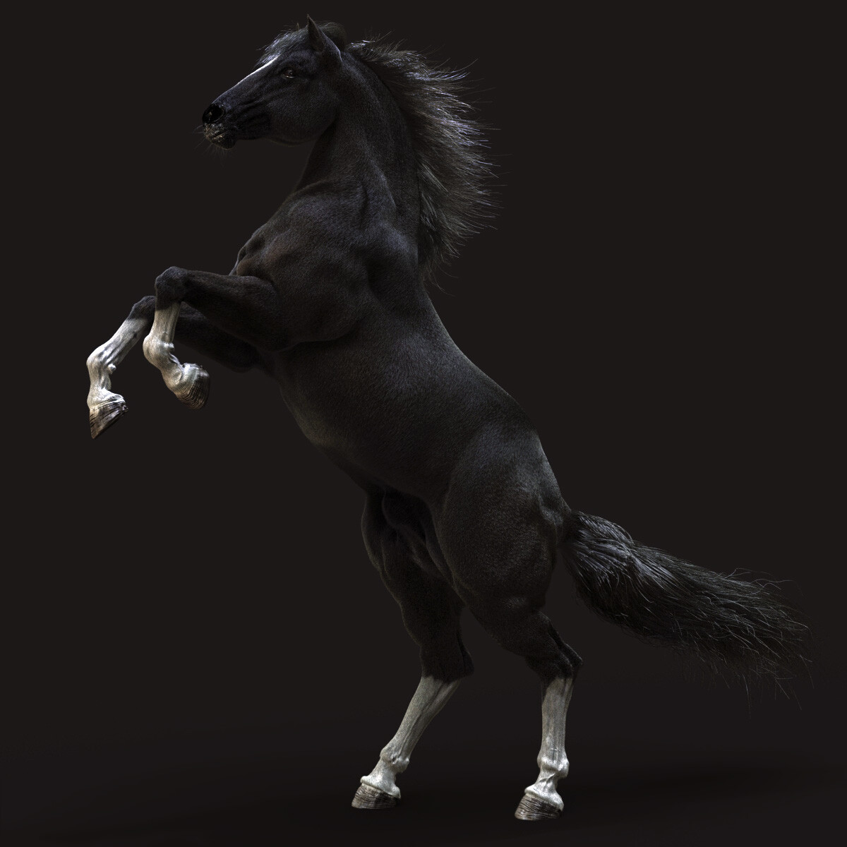 Black Stallion 
