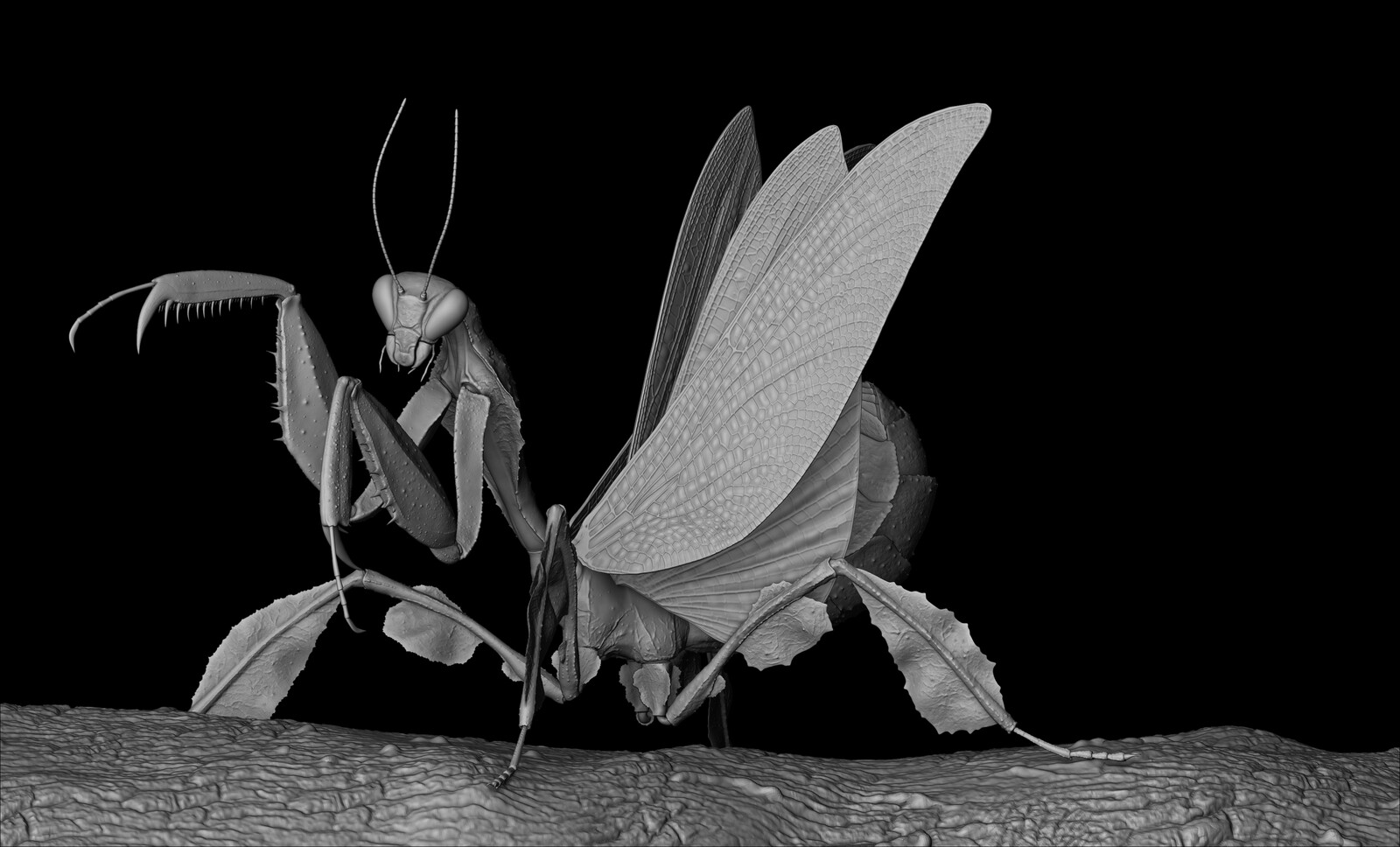 Mantis animations
